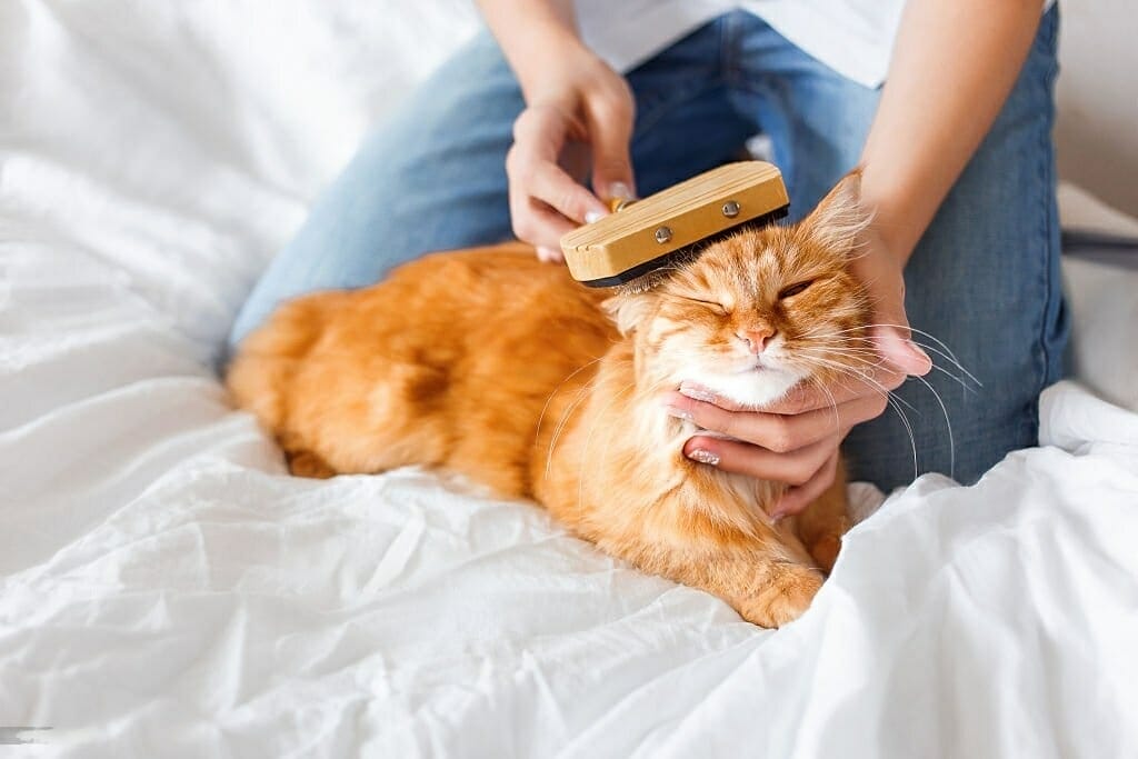 mujer acariciando y cepillando a un gato sobre una cama