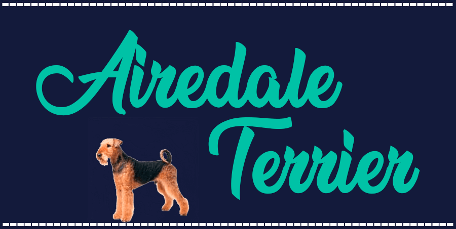 Portada de perro Airedale Terrier, con el nombre de la raza de fondo