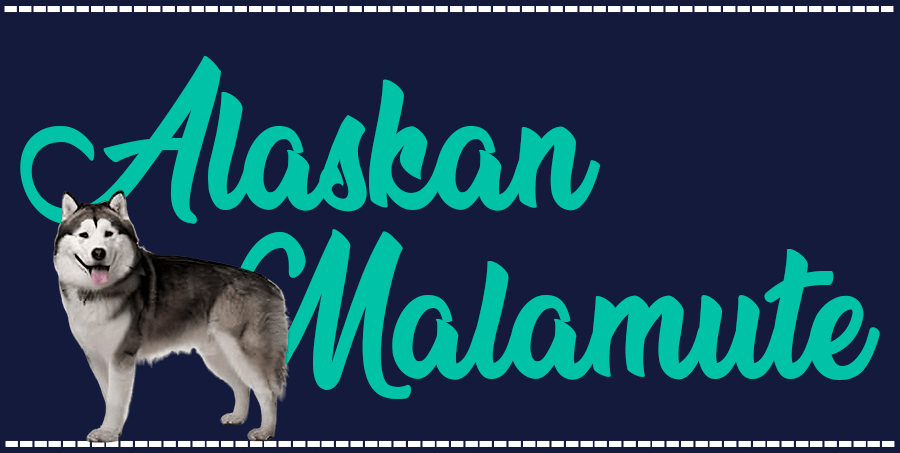 Portada de perro Alaskan Malamute, con el nombre de la raza de fondo
