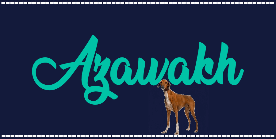 Portada de perro Azawakh, con el nombre de la raza de fondo