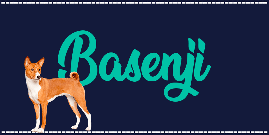 Portada de perro Basenji, con el nombre de la raza de fondo