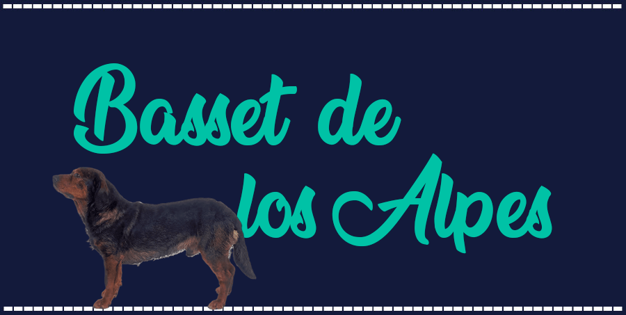 Portada de perro Basset de los Alpes, con el nombre de la raza de fondo