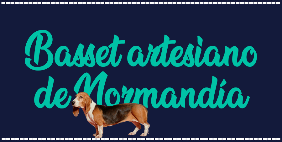 Portada de perro Basset artesiano de Normandía, con el nombre de la raza de fondo