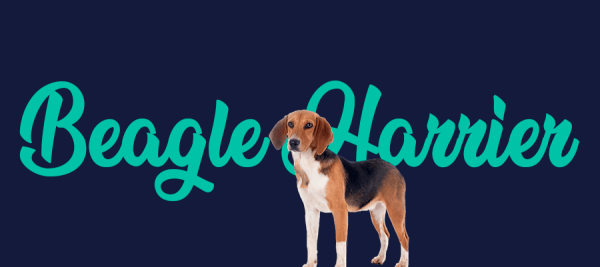Beagle harrier