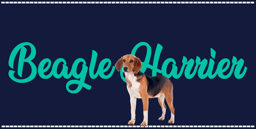 Portada de perro Beagle harrier, con el nombre de la raza de fondo