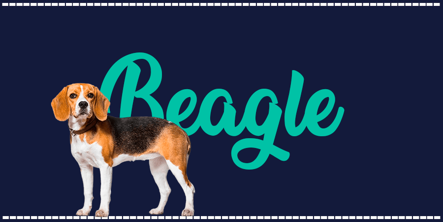 Portada de perro Beagle, con el nombre de la raza de fondo