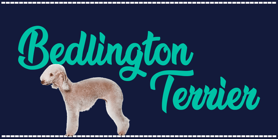 Portada de perro Bedlington Terrier, con el nombre de la raza de fondo