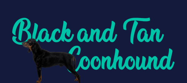 Portada de perro Black and Tan Coonhound, con el nombre de la raza de fondo