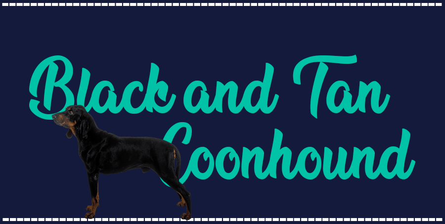 Portada de perro Black and Tan Coonhound, con el nombre de la raza de fondo