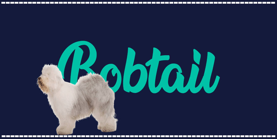 Portada de perro Bobtail, con el nombre de la raza de fondo