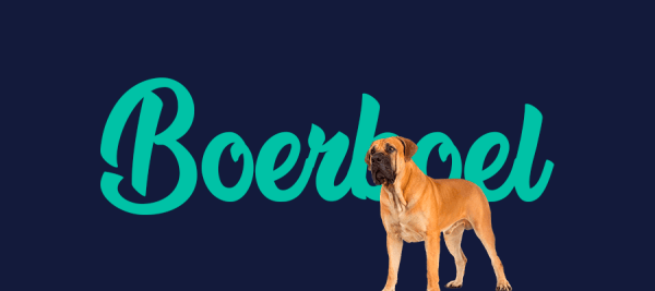 Portada de perro Boerboel, con el nombre de la raza de fondo