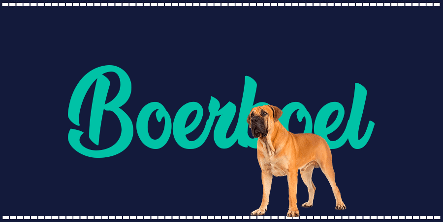 Portada de perro Boerboel, con el nombre de la raza de fondo