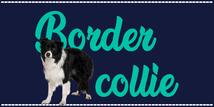 Portada de perro Border collie, con el nombre de la raza de fondo
