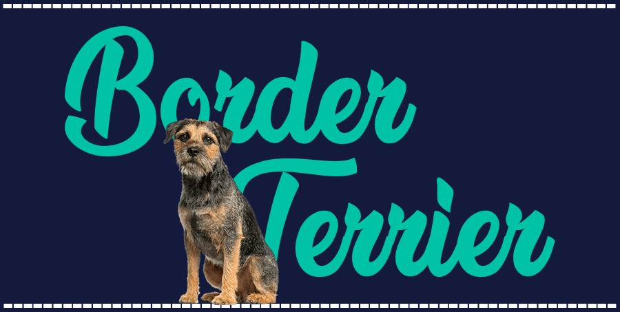 Portada de perro Border Terrier, con el nombre de la raza de fondo