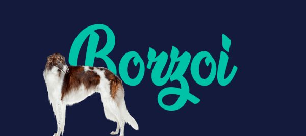 Portada de perro Borzoi, con el nombre de la raza de fondo
