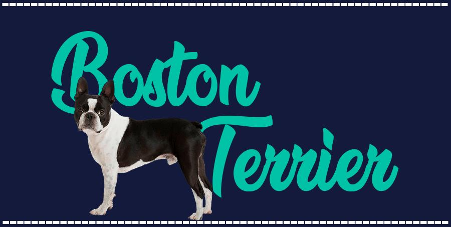 Portada de perro Boston terrier, con el nombre de la raza de fondo