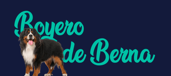 Portada de perro Boyero de Berna, con el nombre de la raza de fondo