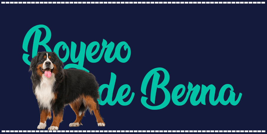 Portada de perro Boyero de Berna, con el nombre de la raza de fondo