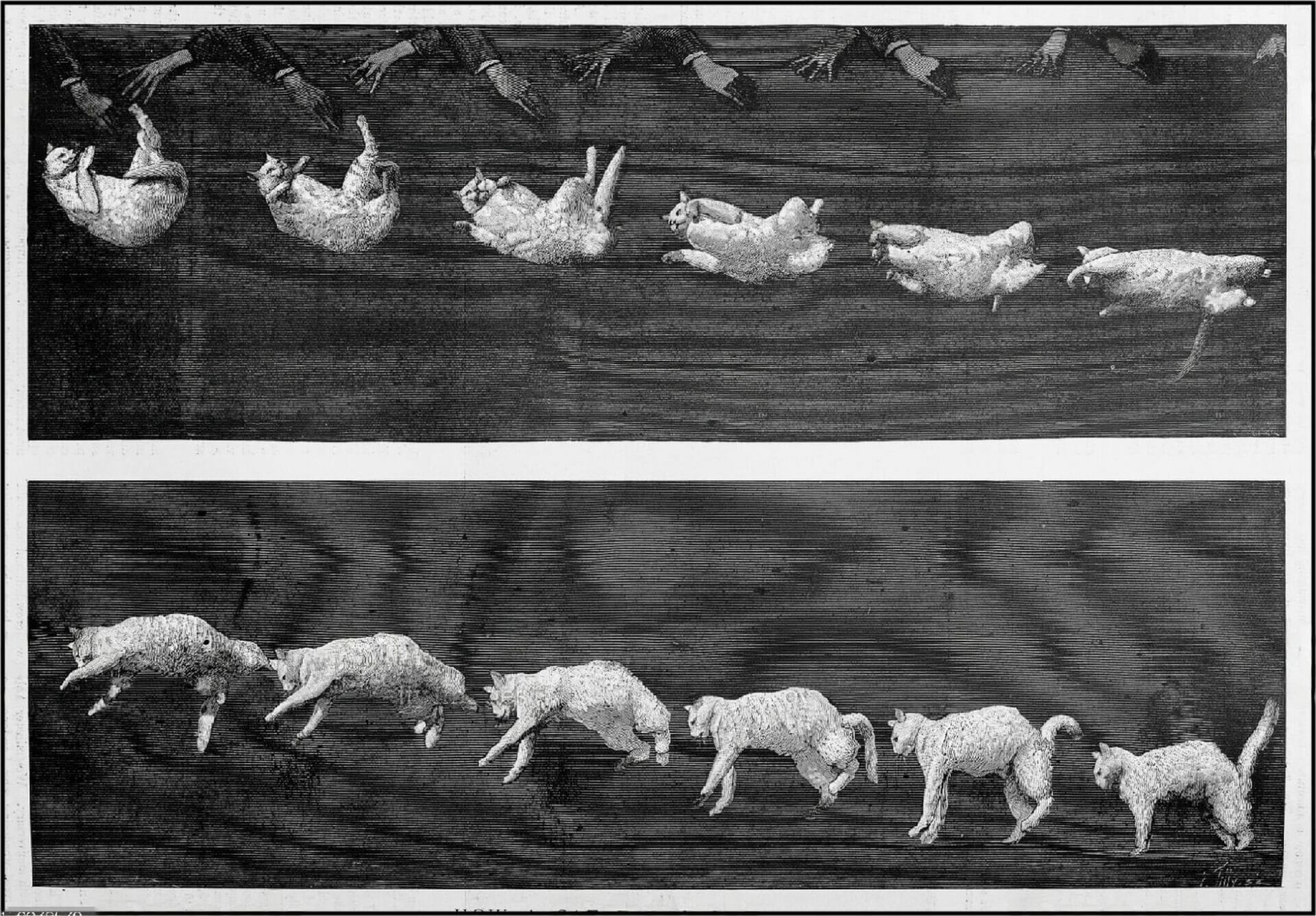 fases de caída de un gato