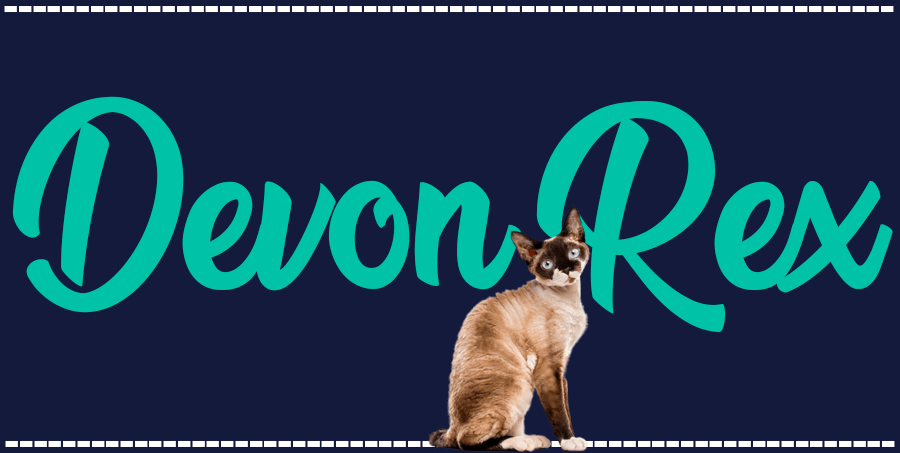 Portada de gato Devon Rex, con el nombre de la raza de fondo