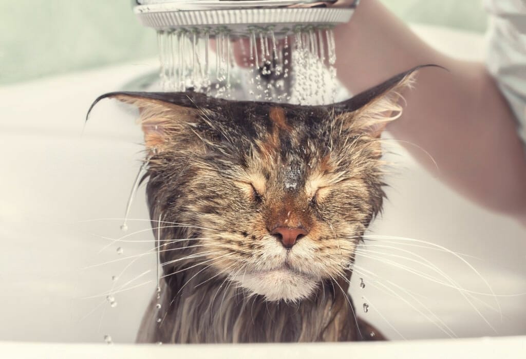 gato recibiendo un baño con agua