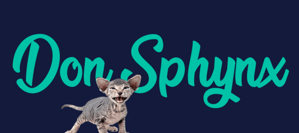 Portada de gato Don Sphynx, con el nombre de la raza de fondo