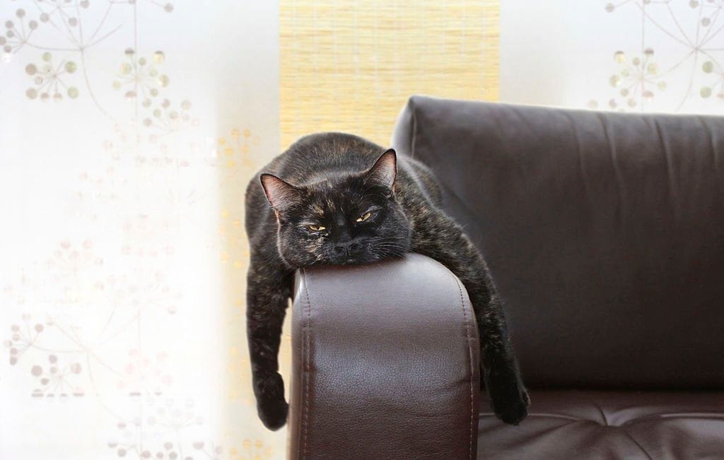 gato aburrido sobre el brazo de un sofá