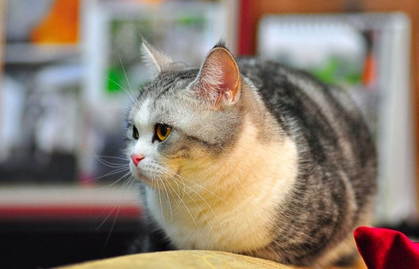 Gato Americano de pelo corto: una raza tranquila y leal a su dueño