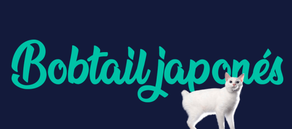 Portada de gato Bobtail japonés, con el nombre de la raza de fondo
