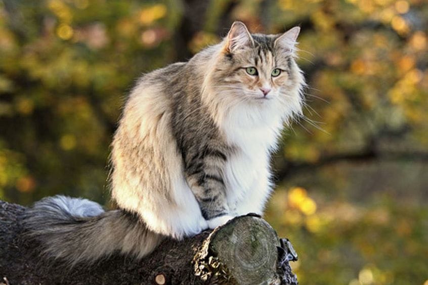 Gato Bosque de Noruega: una raza de gran tamaño y pelaje espeso