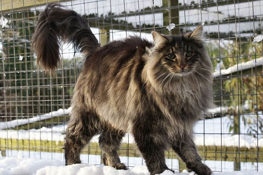 Gato Bosque de Noruega: una raza de gran tamaño y pelaje espeso