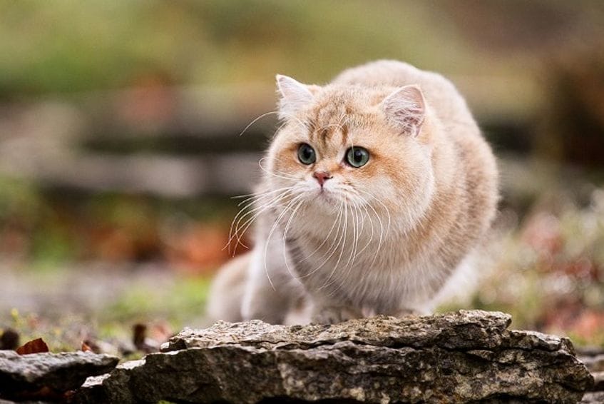 Gato Británico de pelo corto: una raza de personalidad cariñosa y amigable