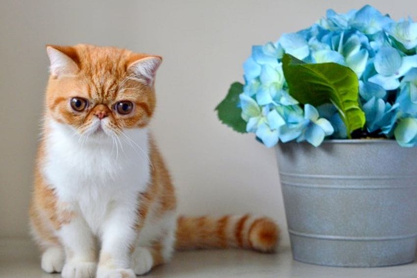 Gato Exótico: una raza cariñosa y tranquila