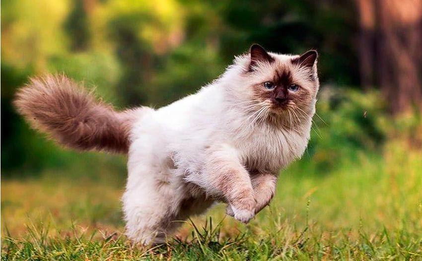 Gato Himalaya: una raza hermosa que necesita mucho amor