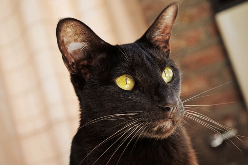 Gato Oriental: una raza conocida por su inteligencia y curiosidad