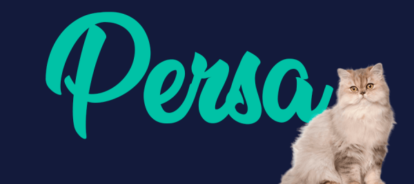 Portada de gato Persa, con el nombre de la raza de fondo