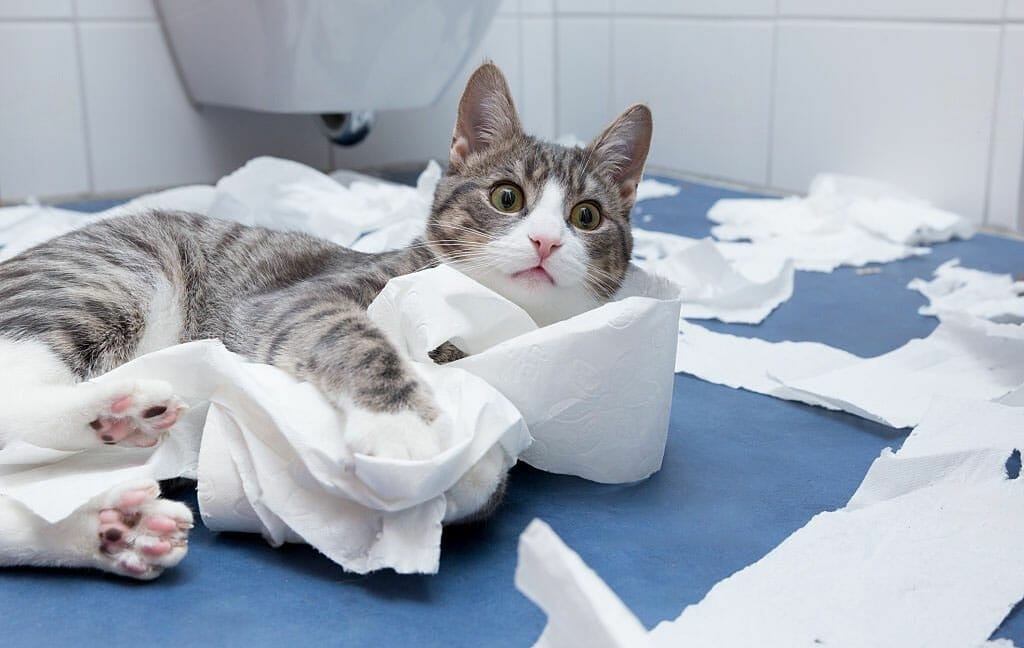 gato jugando y rompiendo papel higiénico