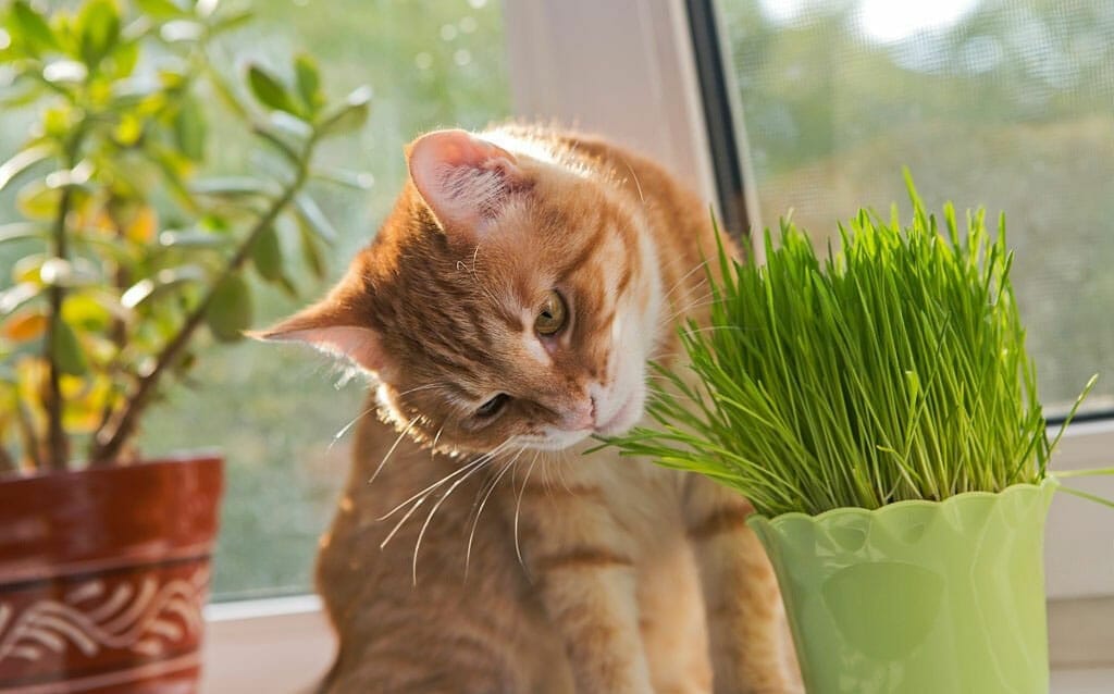 gato intentando alimentarse de una planta