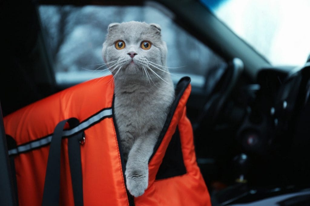 gato gris saliendo de transportín en el interior de un coche