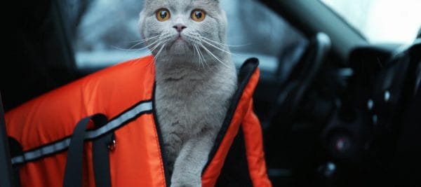 gato gris saliendo de transportín en el interior de un coche