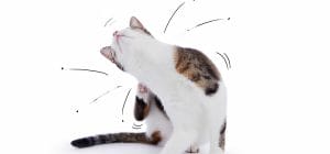 gato gracioso arañando con dibujos de bailarina saltando pulgas en un estudio aislado
