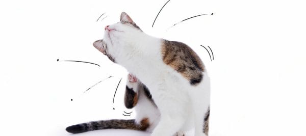 gato gracioso arañando con dibujos de bailarina saltando pulgas en un estudio aislado