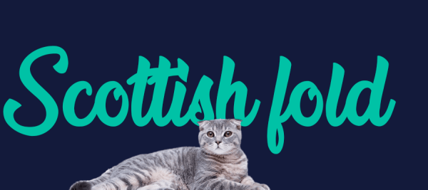 Portada de gato Scottish fold, con el nombre de la raza de fondo