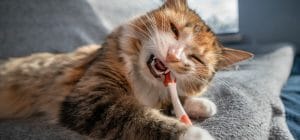 gato jugando y mordiendo un cepillo de dientes