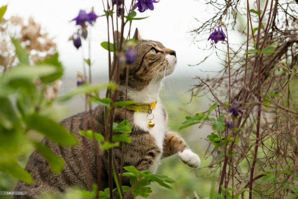 gato oliendo unas flores en el campo al aire libre