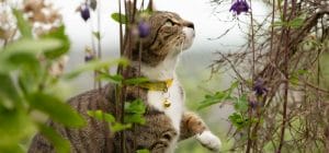 gato oliendo unas flores en el campo al aire libre