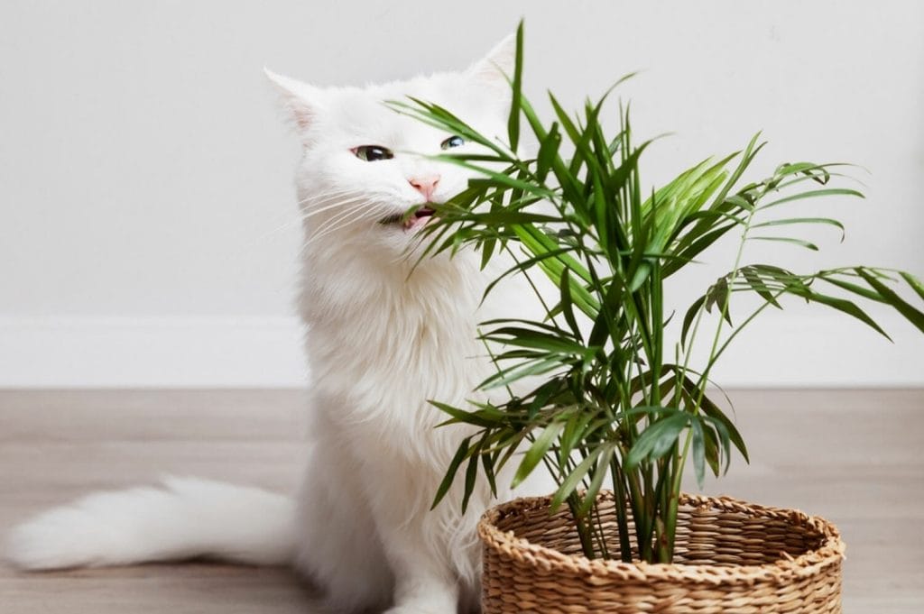 Un gatito blanco de pieles largo comiendo hojas de una planta verde