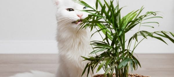 Un gatito blanco de pieles largo comiendo hojas de una planta verde