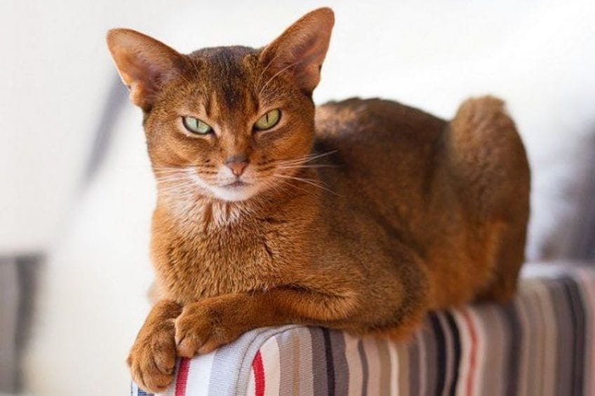 Raza Abisinio: un gato ágil y con habilidades de caza