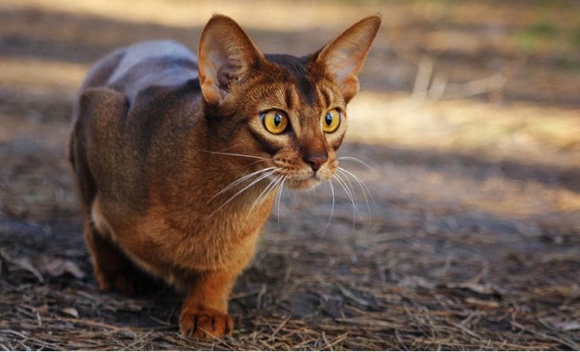 Raza Abisinio: un gato ágil y con habilidades de caza